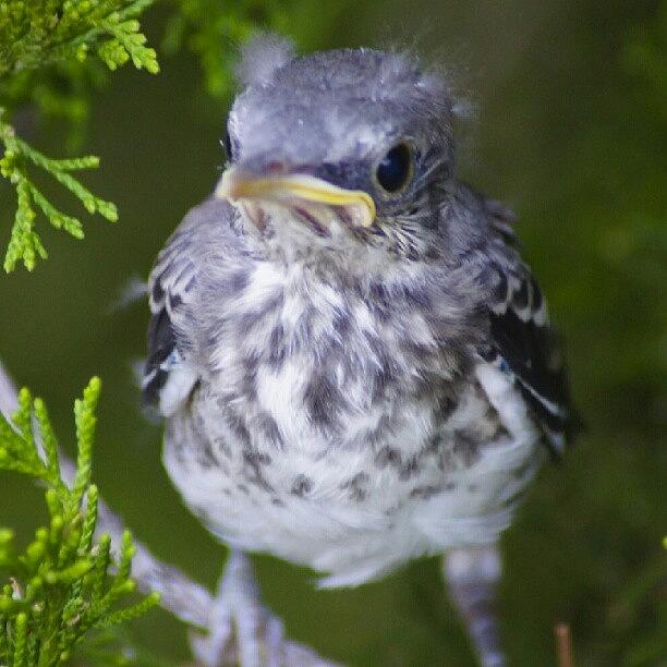Wildlife Photograph - #nature #baby #bird #mockingbird by Dusty Anderson