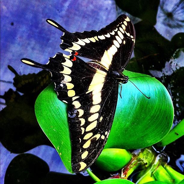 Butterfly Photograph - #nature #butterfly #ecuador #mindo by Martin Endara