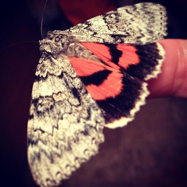 Butterfly Photograph - #nature #butterfly #moth #bored #tired by Breanna W