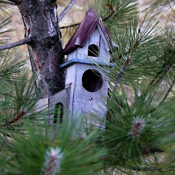 Nature Photograph - #nature #cedar #bird #house #birdhouse by Dusty Anderson