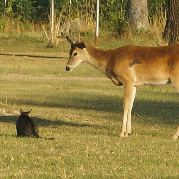Wildlife Photograph - #nature #deer #cat #catfight #wildlife by Dusty Anderson
