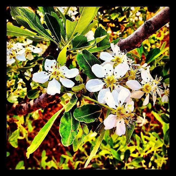 Nature Photograph - #nature #flower #flowers #blossom by Vassilis Valimitis