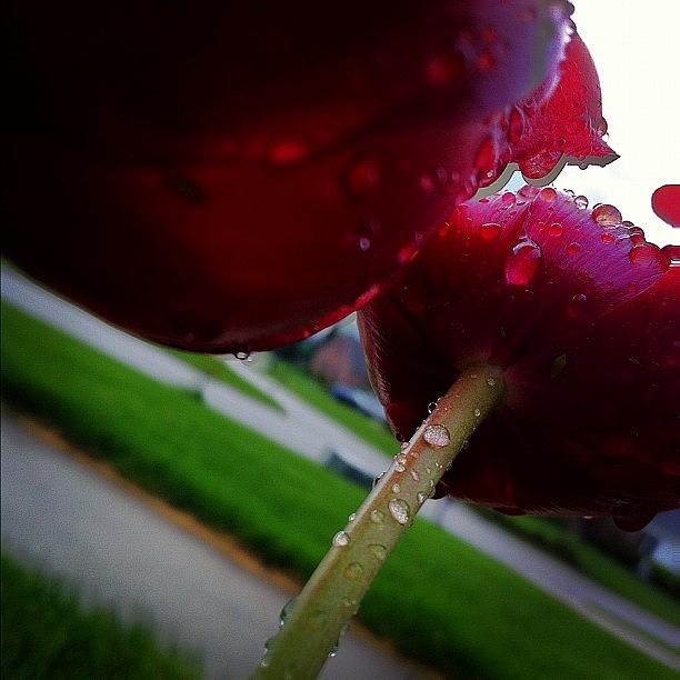Nature Photograph - #nature #flower #flowers #tulip #red by Jenni Munoz