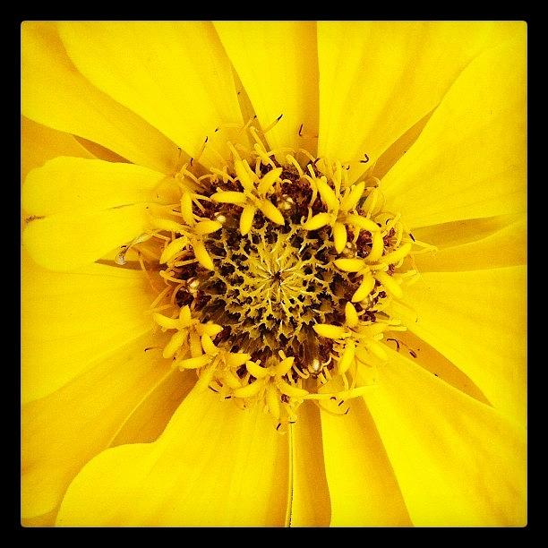 Nature Photograph - #nature #flowerlover #flower #yellow by Julia Mironova
