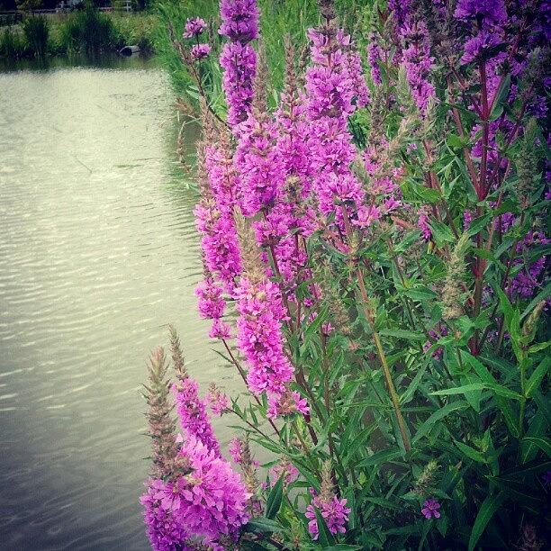 Nature Photograph - #nature #flowers #purple #landscape by Carola @ Rotterdam Netherlands