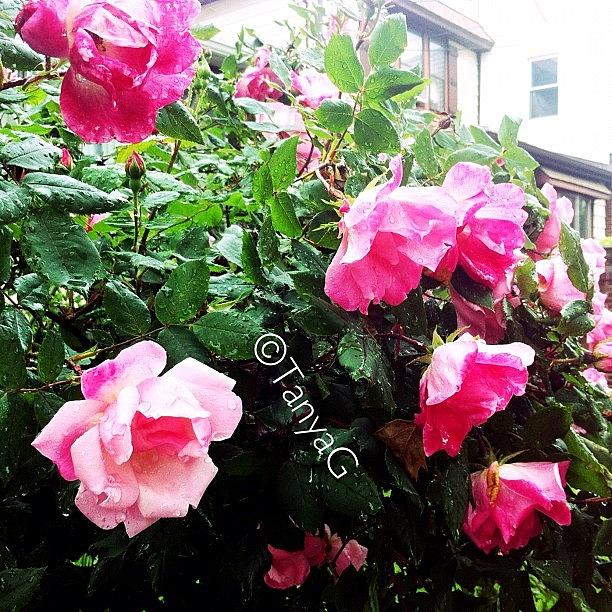 Rose Photograph - #nature #flowers #roses #beautiful by Tetyana Gobenko
