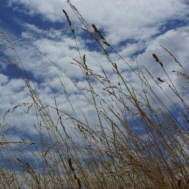 Nature Photograph - #nature #grass #clouds #missouri by Dusty Anderson