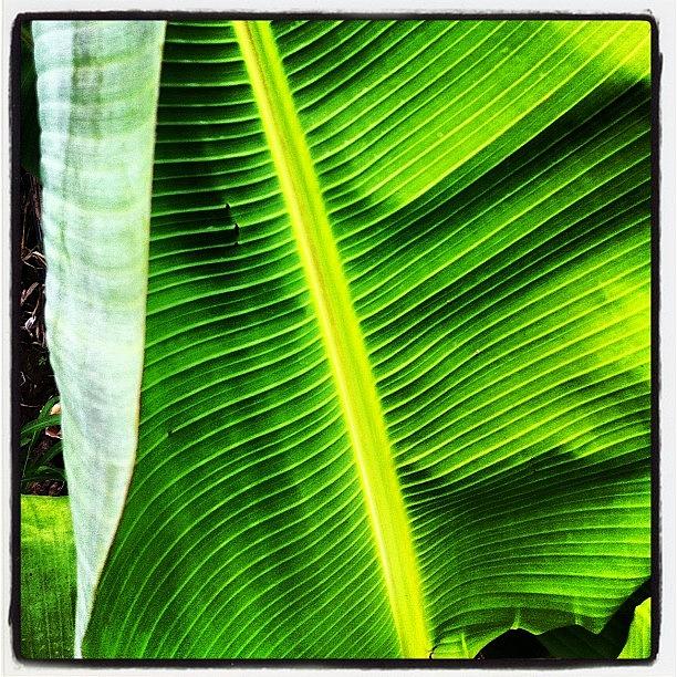 Nature Photograph - #nature #leaf #insta #instahub by German Henry