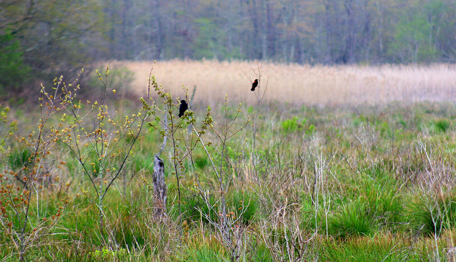 Nature On The Marsh Photograph by Kim Galluzzo Wozniak