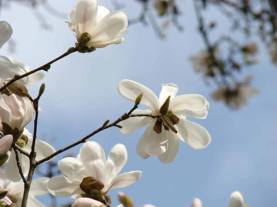 Nature Photography Blue Sky Art Prints White Magnolia Flowers Photograph