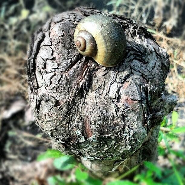 Nature Photograph - #nature #snails by Amie Merker