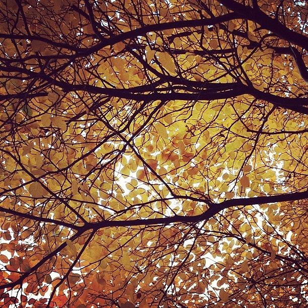 Nature Photograph - #nature #trees #fall #autumn #sopretty by Bianca De Sanctis