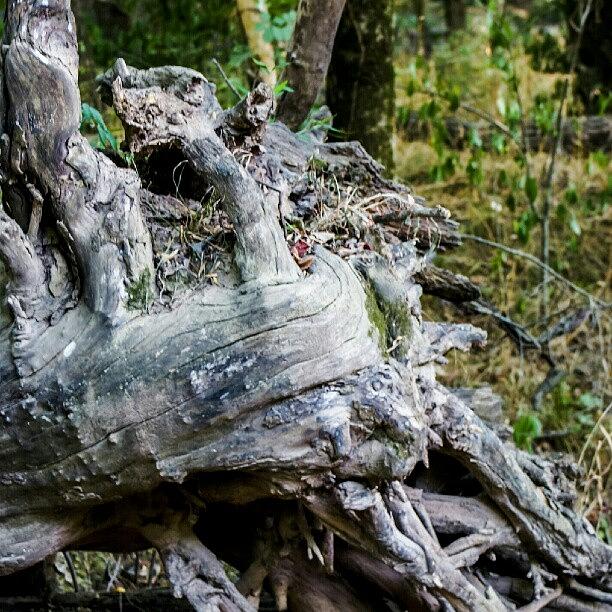 Nature Photograph - #nature #trees #log #dead #deadtree by Dusty Anderson