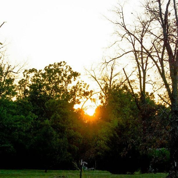 Nature Photograph - #nature #trees #sun #sunset #missouri by Dusty Anderson