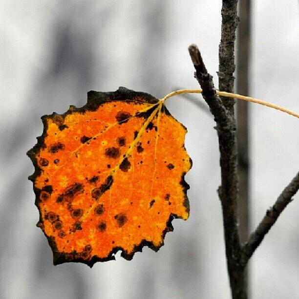 Nature Photograph - #nature #wild #autumn #fall #leaf #red by Andrey Suchkov