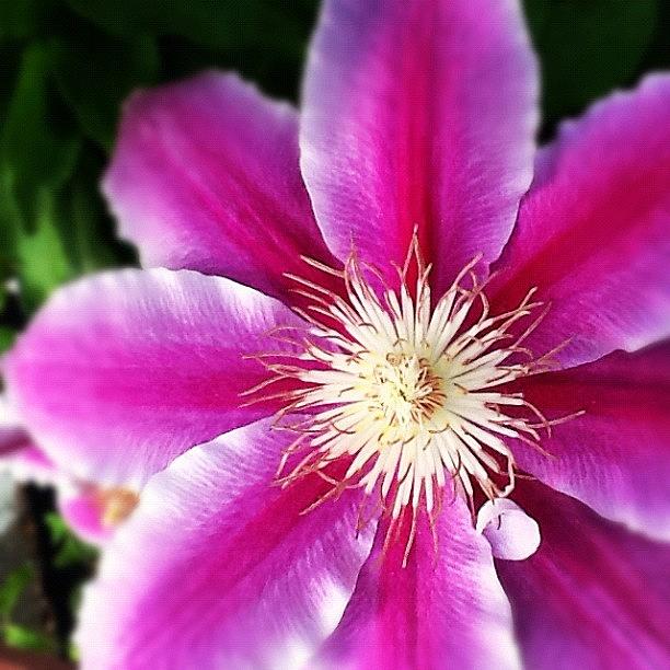 Flowers Still Life Photograph - #naturediversity #instagramers #sspics by Christina Pabustan