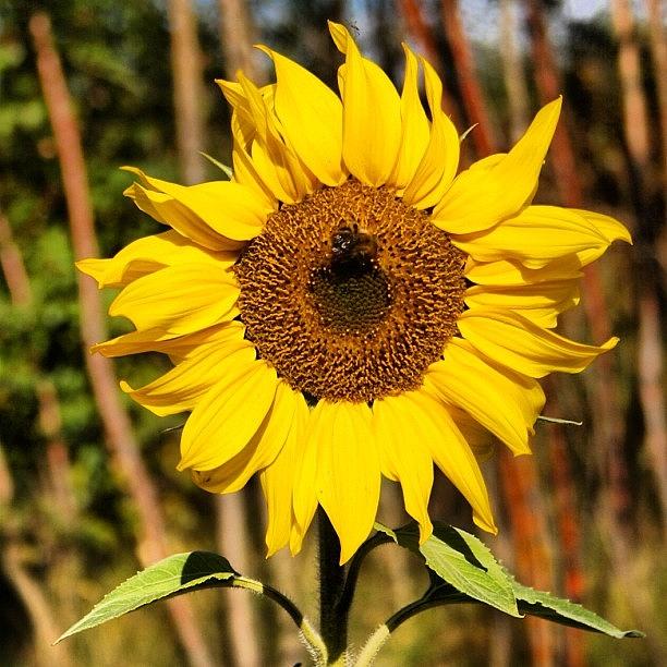 Nature Photograph - #nature#flowers#sunflowers#colours by Monica Galante