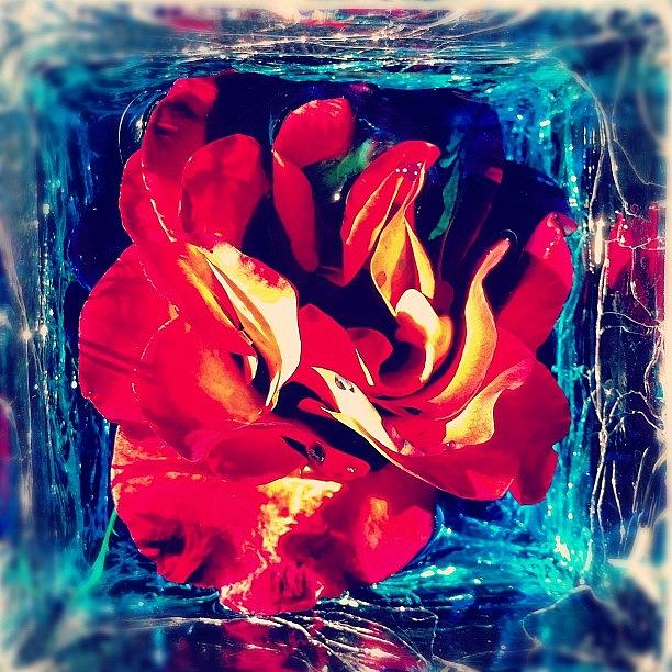 Abstract Photograph - Natures Attack#rose #flower #art by Jan Jan