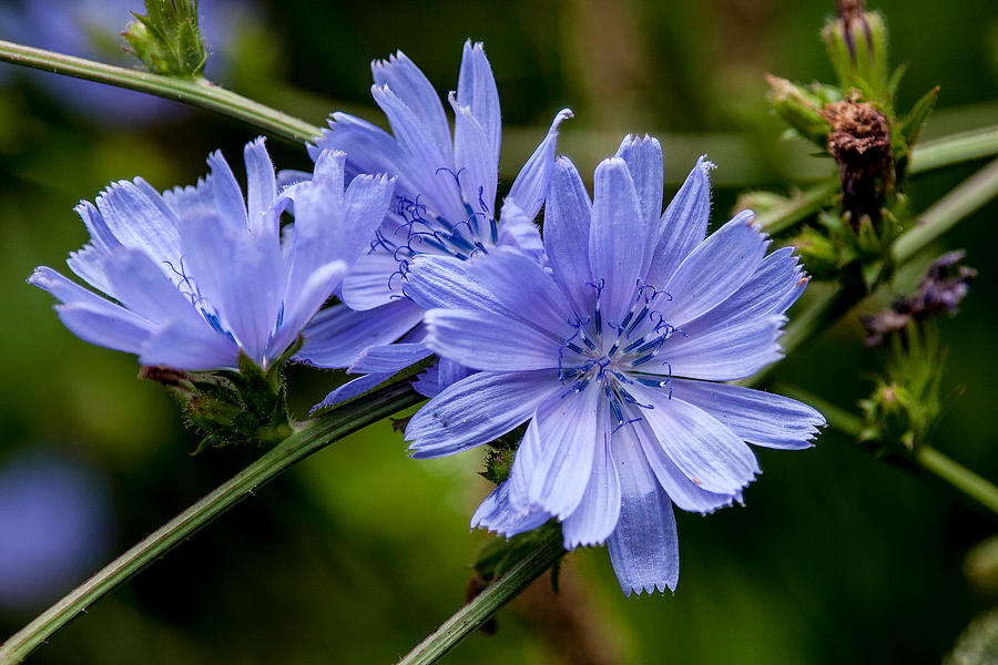 Natures Beautiful Blue Chicory Flowers by John Haldane