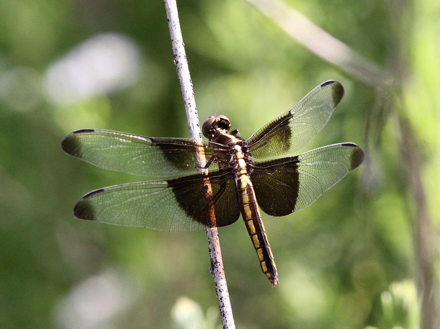 Natures Best - Dragonfly Photograph by Travis Truelove