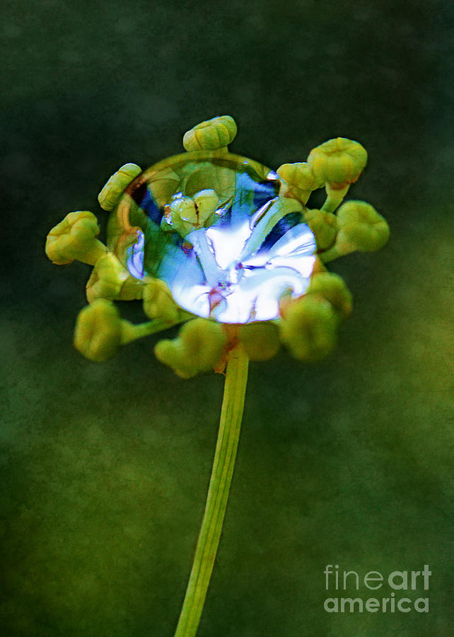 Natures Diamond Ring Photograph by Judi Bagwell