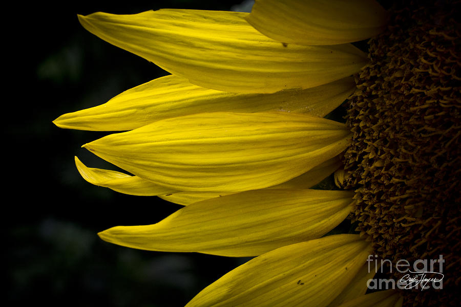 Sunflower Photograph - Natures Fingers by Cris Hayes