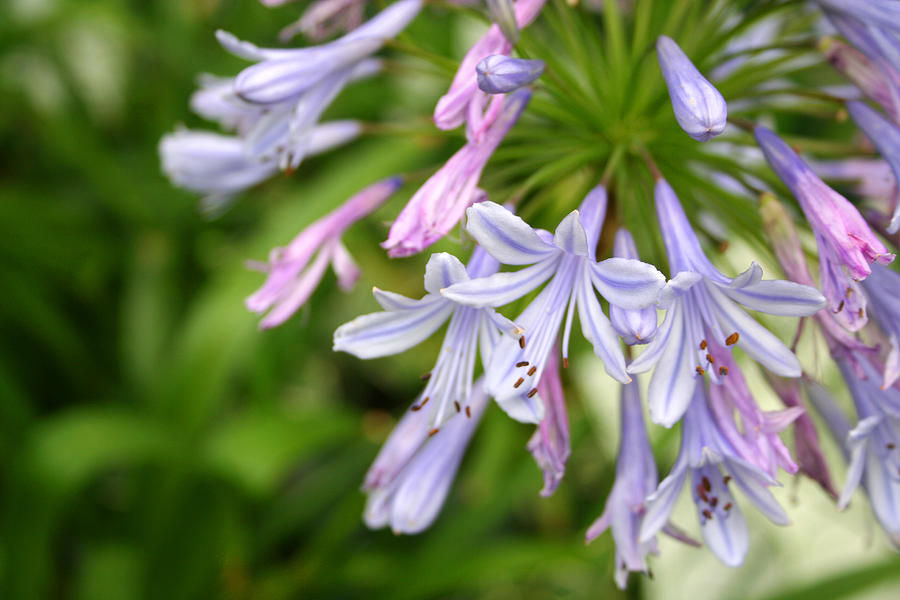 Violet Flower Photograph - Natures Firework by Jose Rodriguez Violet Flower Photograph - Natures Firework by Jose Rodriguez