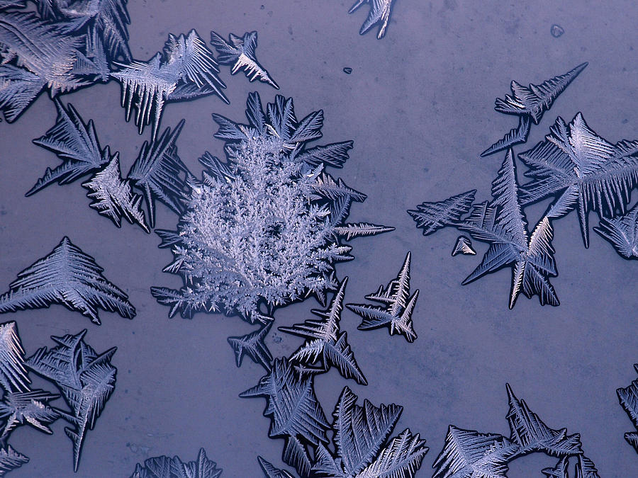 Natures Frost Bush Photograph by DeeLon Merritt
