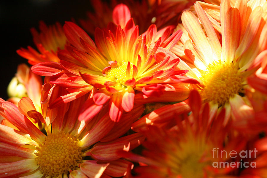 Natures Glow Photograph by Brenda Giasson