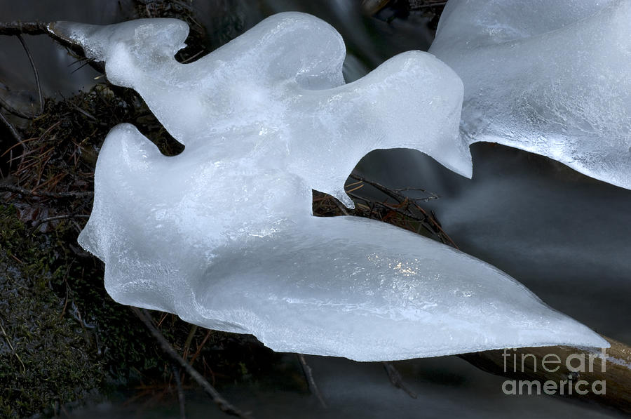 Ice Natures Handiwork Photograph by Bob Christopher