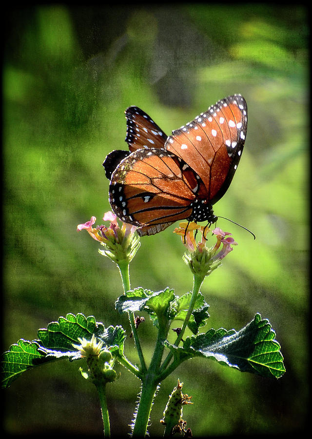Butterfly Photograph - Natures Harmony  by Saija Lehtonen