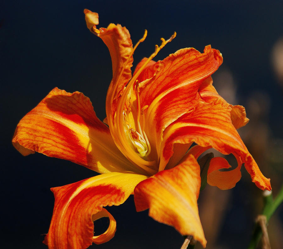 Natures Lily Photograph by Janice Adomeit
