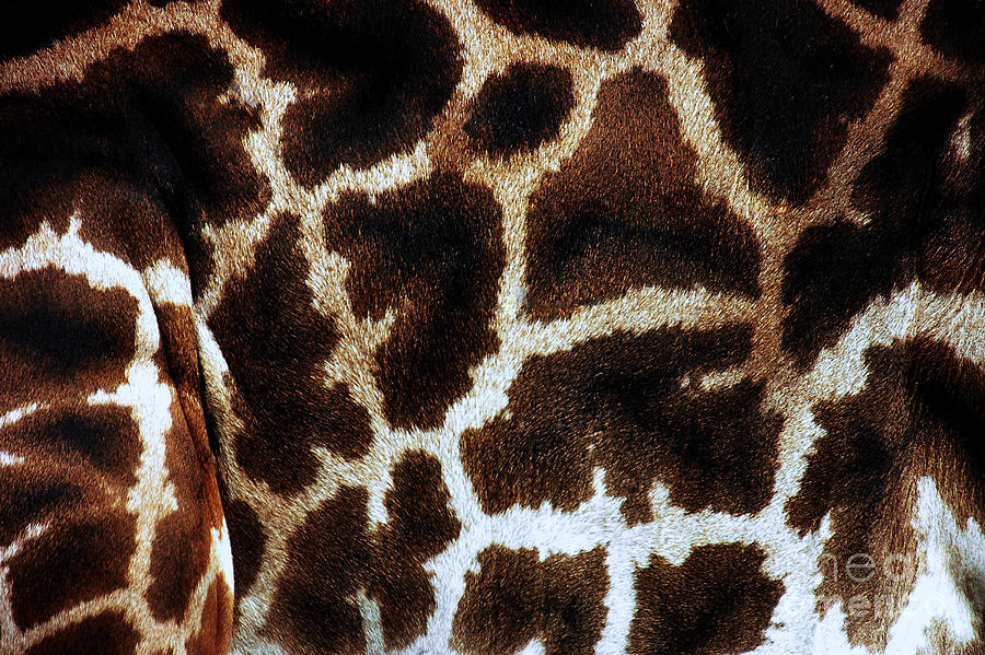 Natures Natural Patterns ..Giraffe Photograph by Elaine Manley