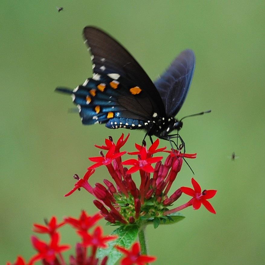 Natures Nectar Photograph by Judy Hall-Folde