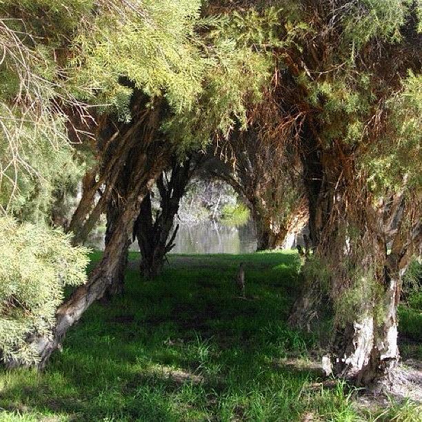 Nature Photograph - Natures Pathway #nature #trees #parks by Kristie Brown