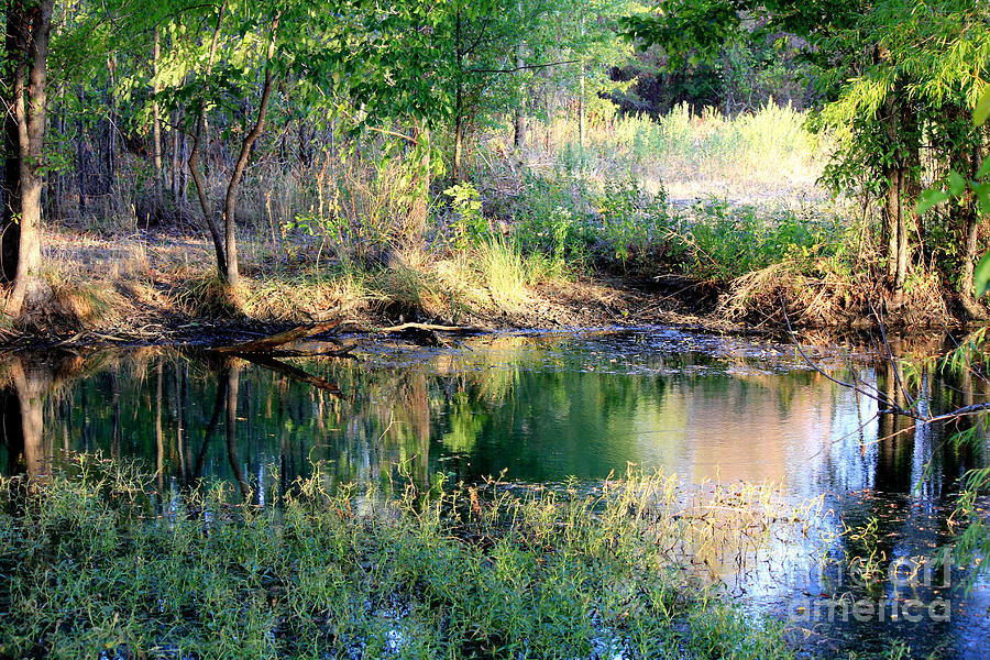 Natures Pond Photograph by Kathy  White