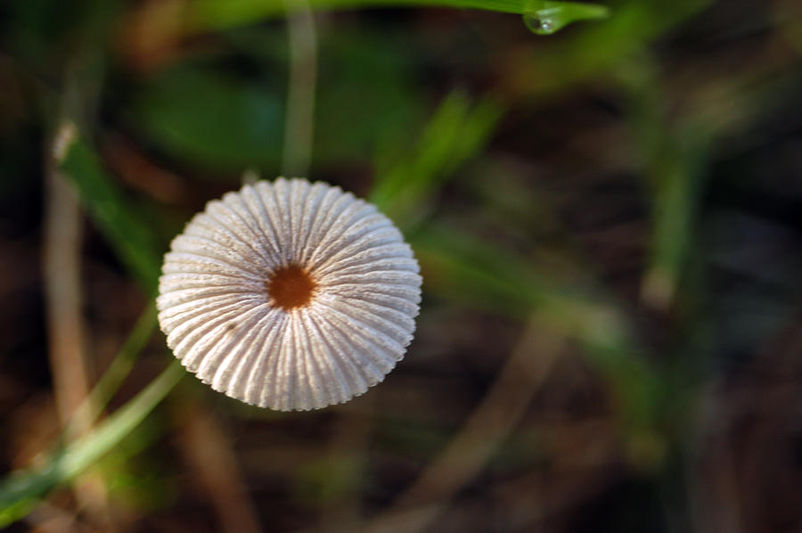 Mushroom Photograph - Natures Tiniest Umbrella by Wanda Brandon