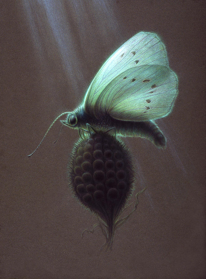 Butterfly Painting - Nausithous by Shawn Kawa Butterfly Painting - Nausithous by Shawn Kawa