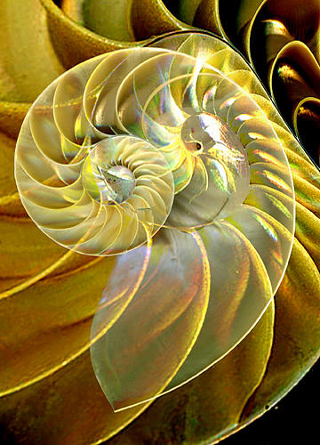 Nautilus 8 Digital Art by Maureen Chase - Fine Art America