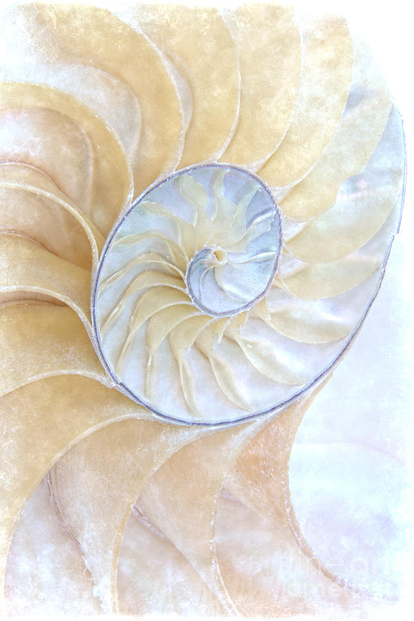 Shell Photograph - Nautilus Frost by Ann Garrett
