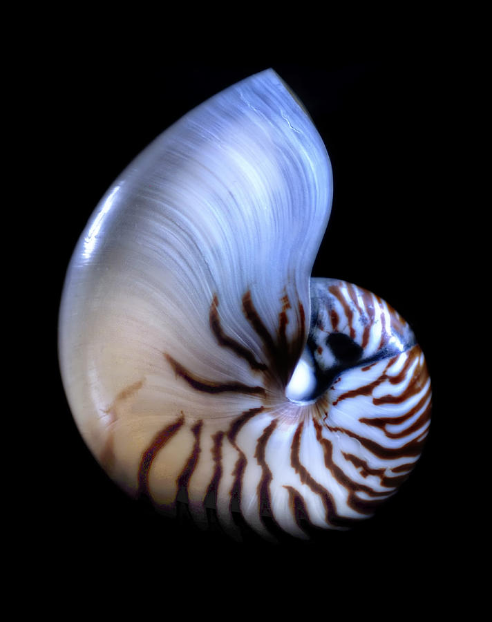 Nautilus Midnight Photograph by Linda Olsen