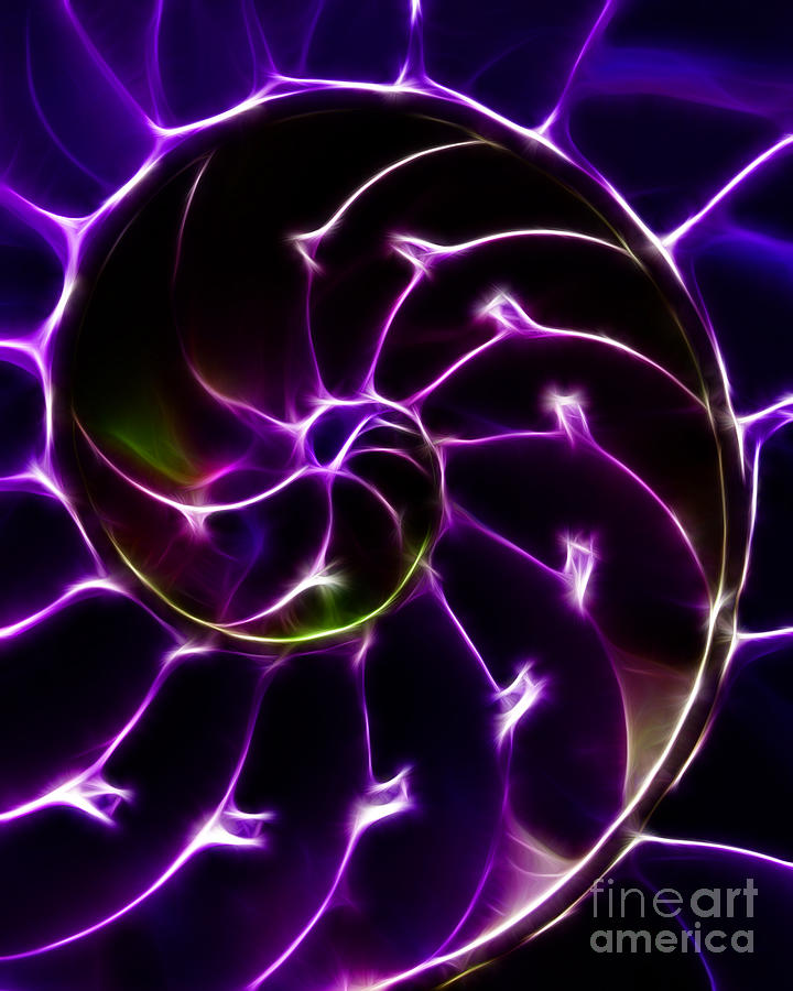 Nautilus Shell - Electric - Purple Photograph by Wingsdomain Art and Photography