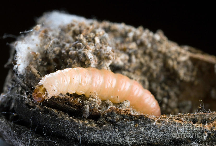 Navel Orangeworm Photograph by Science Source - Fine Art America