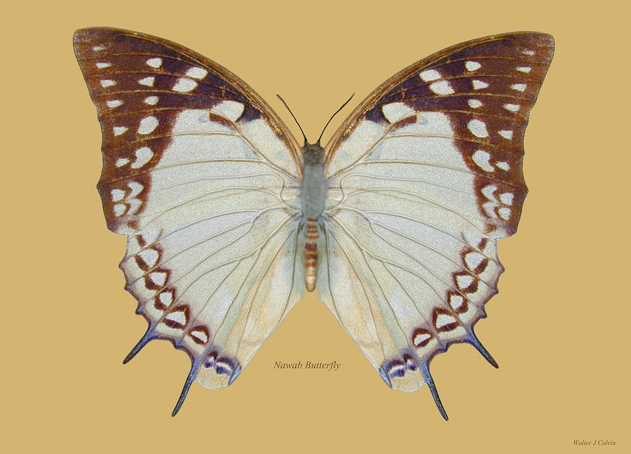 Nawab Butterfly Digital Art by Walter Colvin