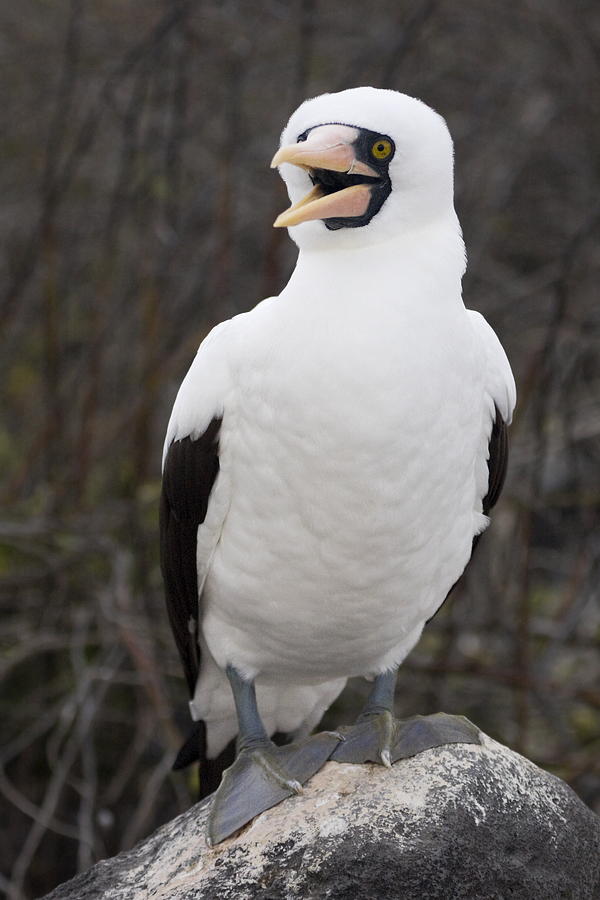 Nazca Booby Photograph by Sally Weigand - Fine Art America