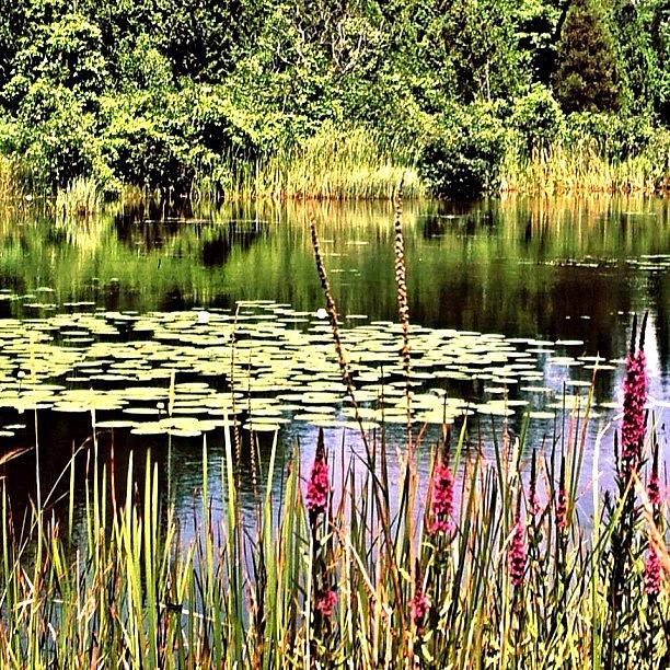 Nature Photograph - Near Lake Ontario #ontario #canada by Shelley Walsh