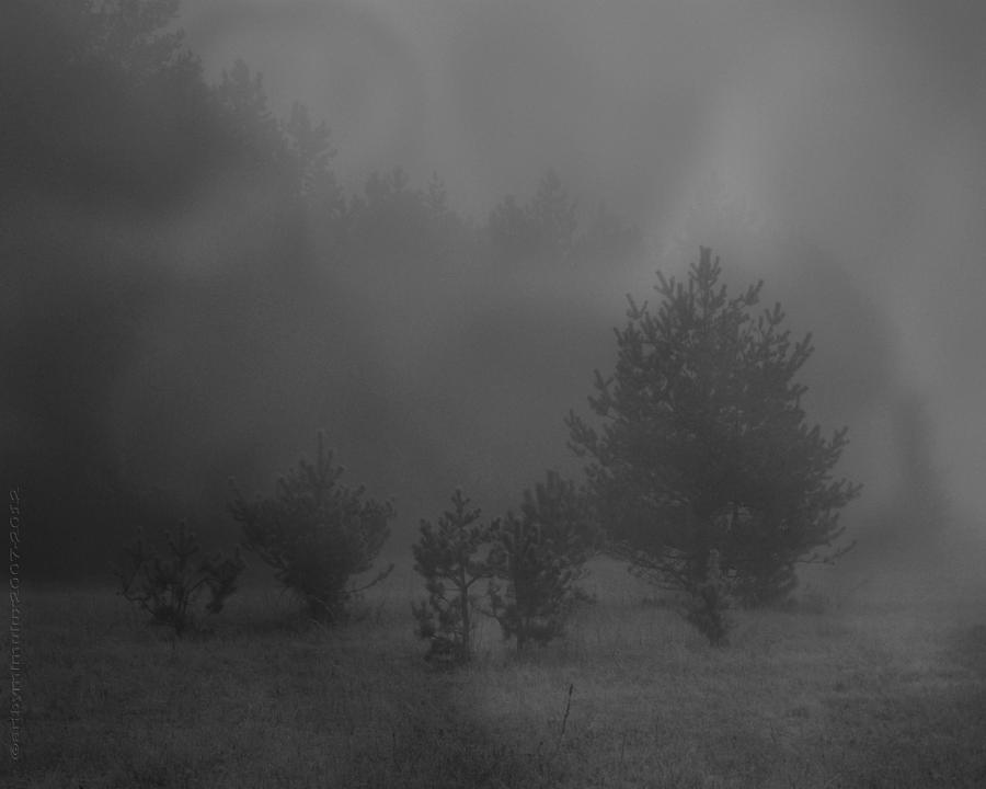 Nebelbild 12 - Fog Image 12 Photograph by Mimulux Patricia No