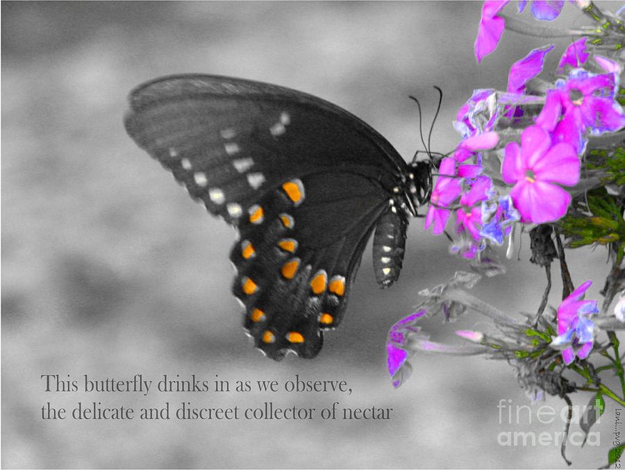 Nectar Collector 2 Photograph by Lani Richmond Elvenia