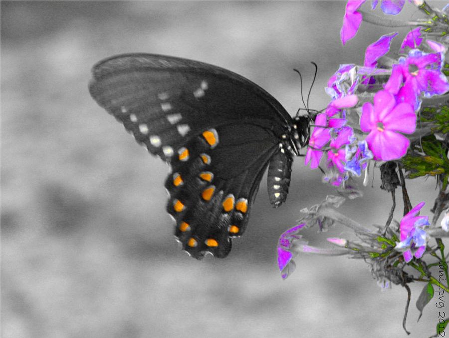 Butterfly Photograph - Nectar Collector by Lani Richmond Elvenia