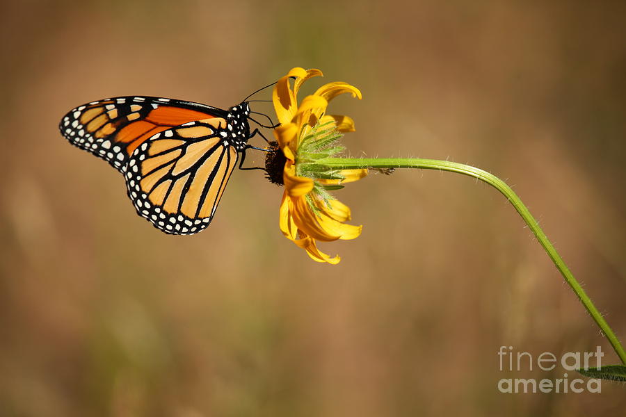 Nectar Delight Photograph by Adam Jewell